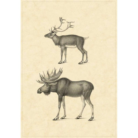 Vintage Elk Gold Ornate Wood Framed Art Print with Double Matting by Vision Studio