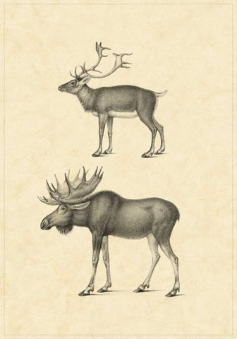 Vintage Elk White Modern Wood Framed Art Print with Double Matting by Vision Studio