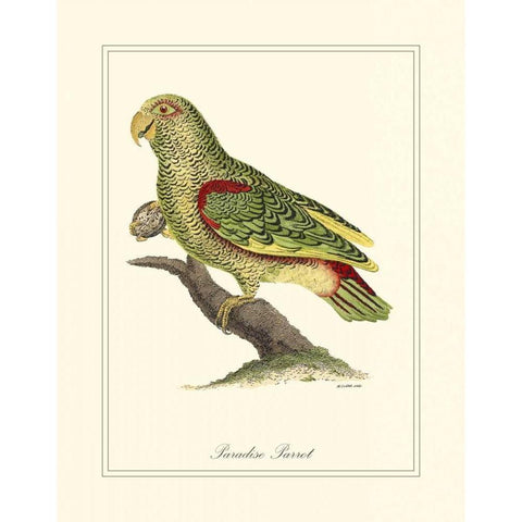 Paradise Parrot Black Modern Wood Framed Art Print with Double Matting by Edwards, George