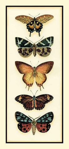 Butterfly Collector V Black Ornate Wood Framed Art Print with Double Matting by Zarris, Chariklia