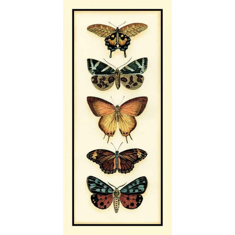 Butterfly Collector V Gold Ornate Wood Framed Art Print with Double Matting by Zarris, Chariklia