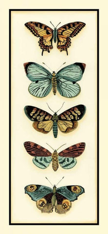 Butterfly Collector VI Black Ornate Wood Framed Art Print with Double Matting by Zarris, Chariklia