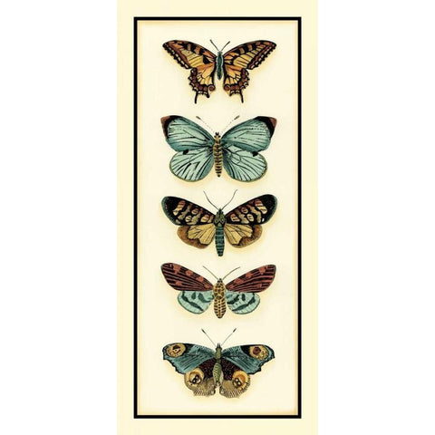 Butterfly Collector VI Black Modern Wood Framed Art Print with Double Matting by Zarris, Chariklia