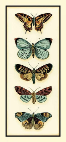 Butterfly Collector VI White Modern Wood Framed Art Print with Double Matting by Zarris, Chariklia