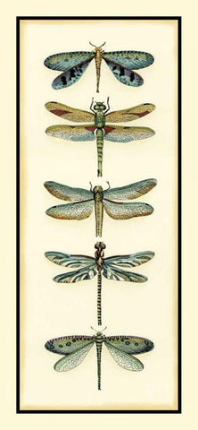 Dragonfly Collector I White Modern Wood Framed Art Print with Double Matting by Zarris, Chariklia