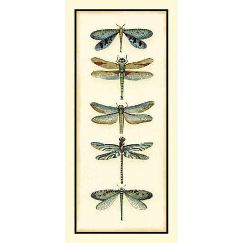 Dragonfly Collector I White Modern Wood Framed Art Print by Zarris, Chariklia