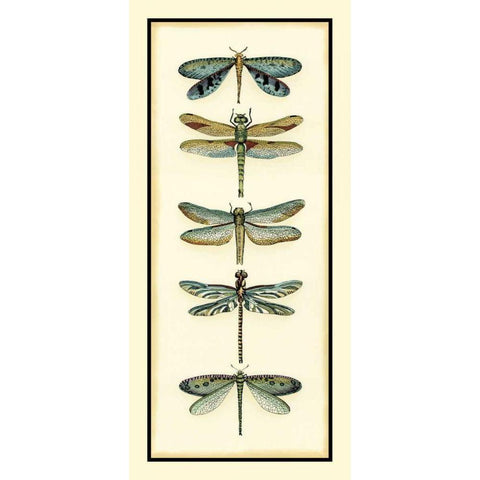 Dragonfly Collector I Gold Ornate Wood Framed Art Print with Double Matting by Zarris, Chariklia