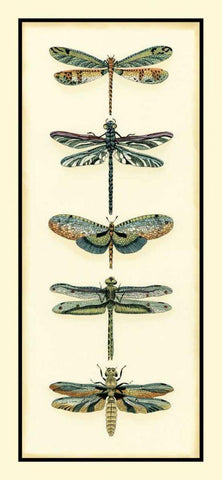 Dragonfly Collector II White Modern Wood Framed Art Print with Double Matting by Zarris, Chariklia