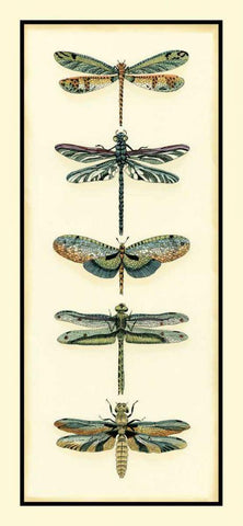 Dragonfly Collector II Black Ornate Wood Framed Art Print with Double Matting by Zarris, Chariklia