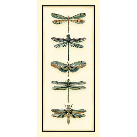 Dragonfly Collector II Black Modern Wood Framed Art Print by Zarris, Chariklia