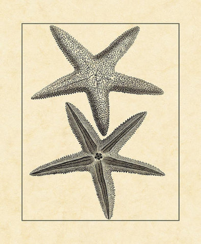 AntiqueandDeckle Vintage Starfish I White Modern Wood Framed Art Print with Double Matting by Vision Studio