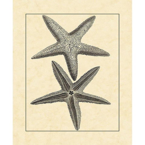 AntiqueandDeckle Vintage Starfish I White Modern Wood Framed Art Print by Vision Studio