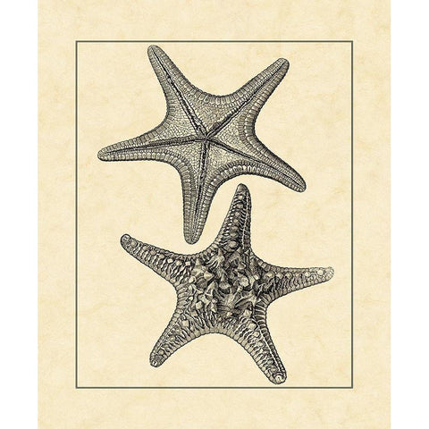 AntiqueandDeckle Vintage Starfish II Gold Ornate Wood Framed Art Print with Double Matting by Vision Studio