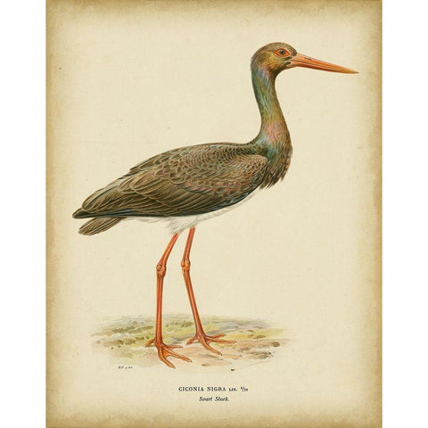 Non-embellished Vintage Heron I Gold Ornate Wood Framed Art Print with Double Matting by Wright, Von