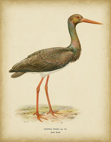 Non-embellished Vintage Heron I White Modern Wood Framed Art Print with Double Matting by Wright, Von