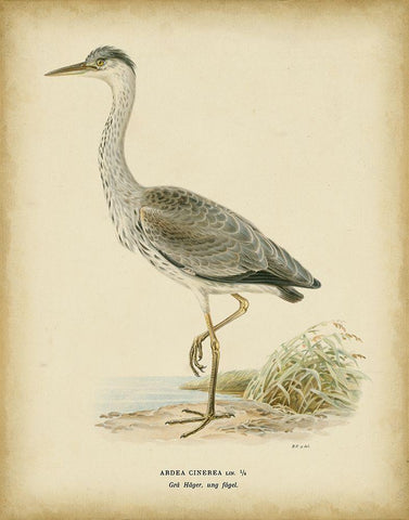 Non-embellished Vintage Heron II White Modern Wood Framed Art Print with Double Matting by Wright, Von