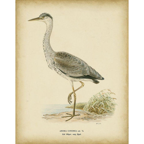 Non-embellished Vintage Heron II Black Modern Wood Framed Art Print with Double Matting by Wright, Von