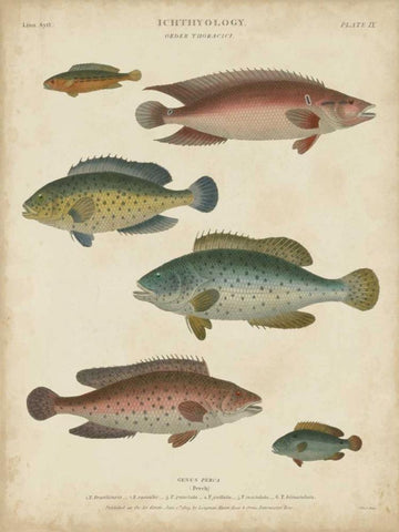 Non-Embellished Ichthyology I White Modern Wood Framed Art Print with Double Matting by Rees, Abraham