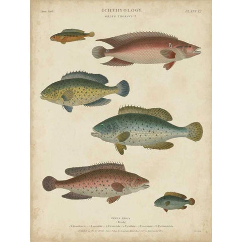 Non-Embellished Ichthyology I Black Modern Wood Framed Art Print by Rees, Abraham