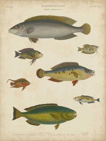 Non-Embellished Ichthyology II Black Ornate Wood Framed Art Print with Double Matting by Rees, Abraham