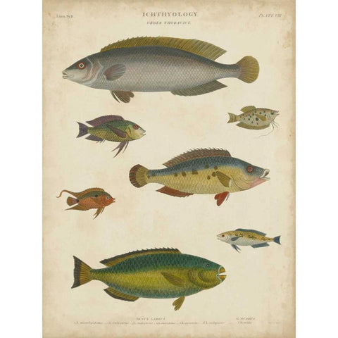 Non-Embellished Ichthyology II White Modern Wood Framed Art Print by Rees, Abraham