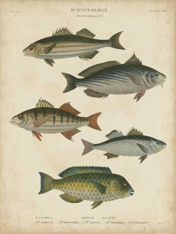 Non-Embellished Ichthyology III Black Ornate Wood Framed Art Print with Double Matting by Rees, Abraham