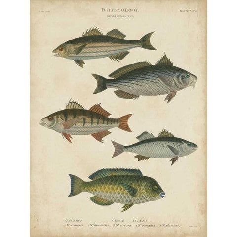 Non-Embellished Ichthyology III White Modern Wood Framed Art Print by Rees, Abraham