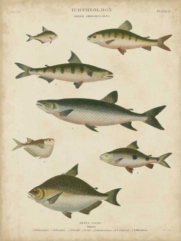 Non-Embellished Ichthyology IV Black Ornate Wood Framed Art Print with Double Matting by Rees, Abraham