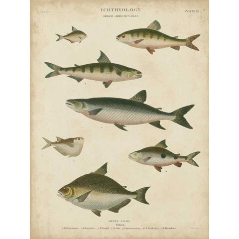 Non-Embellished Ichthyology IV Black Modern Wood Framed Art Print by Rees, Abraham