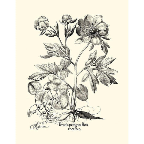 Black and White Besler Peony III White Modern Wood Framed Art Print by Besler, Basilius