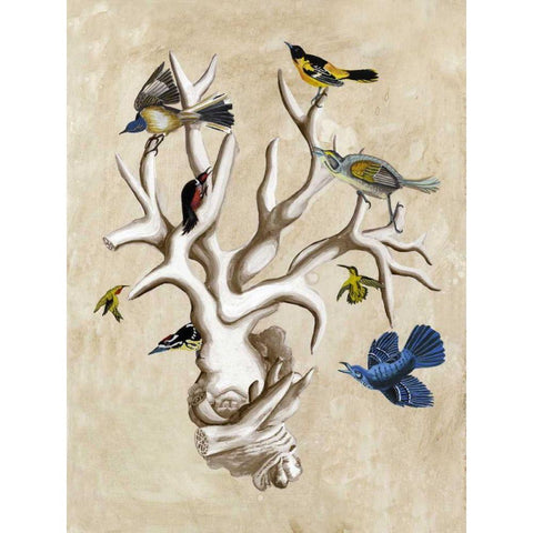 The Ornithologists Dream II White Modern Wood Framed Art Print by McCavitt, Naomi