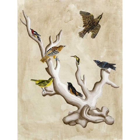 The Ornithologists Dream III Black Modern Wood Framed Art Print with Double Matting by McCavitt, Naomi