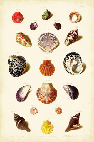 Muller Shells Tab. XI White Modern Wood Framed Art Print with Double Matting by Gabriel Muller