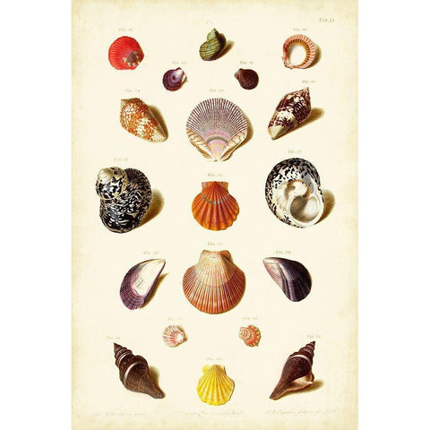 Muller Shells Tab. XI White Modern Wood Framed Art Print by Gabriel Muller