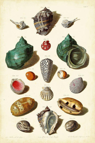 Muller Shells Tab. V White Modern Wood Framed Art Print with Double Matting by Muller, Gabriel