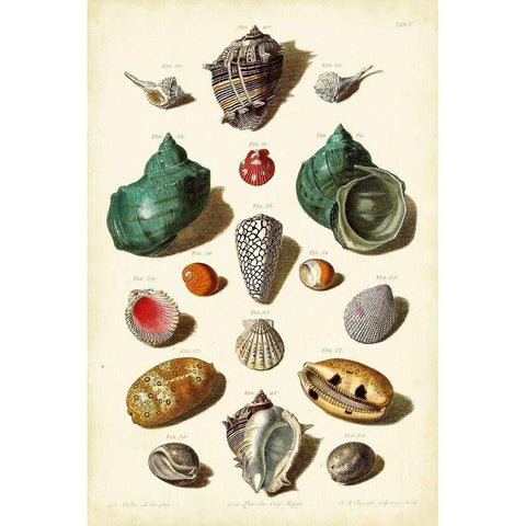 Muller Shells Tab. V Black Modern Wood Framed Art Print by Muller, Gabriel
