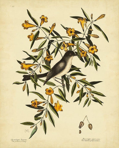 Cates. Black-capt Flycatch. Pl. T53 Black Ornate Wood Framed Art Print with Double Matting by Catesby, Mark