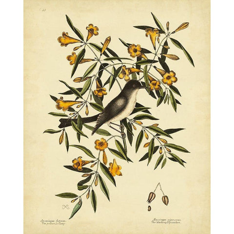 Cates. Black-capt Flycatch. Pl. T53 Gold Ornate Wood Framed Art Print with Double Matting by Catesby, Mark