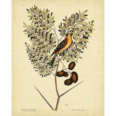 Catesby American Goldfinch  Pl. T43 Black Modern Wood Framed Art Print by Catesby, Mark