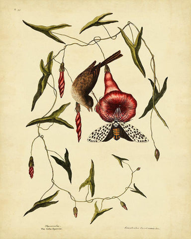 Catesby Little Sparrow  Pl. T35 Black Ornate Wood Framed Art Print with Double Matting by Catesby, Mark