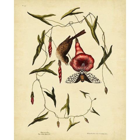 Catesby Little Sparrow  Pl. T35 White Modern Wood Framed Art Print by Catesby, Mark