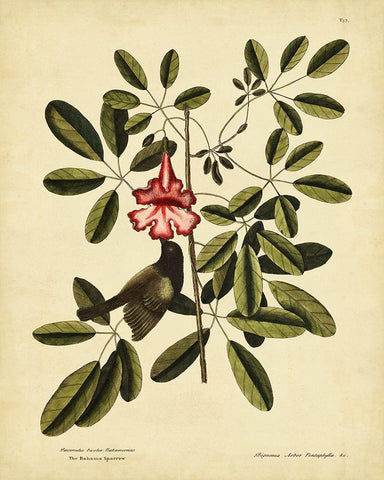 Catesby Bahama Sparrow  Pl. T37 Black Ornate Wood Framed Art Print with Double Matting by Catesby, Mark