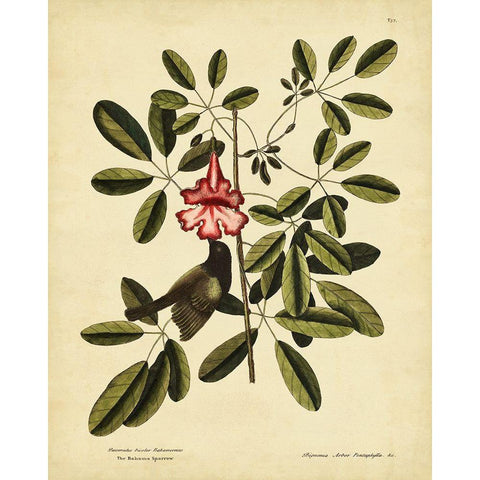 Catesby Bahama Sparrow  Pl. T37 Black Modern Wood Framed Art Print by Catesby, Mark