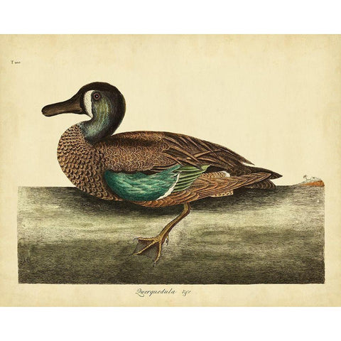 Catesby White-face Teal Pl. T100 Gold Ornate Wood Framed Art Print with Double Matting by Catesby, Mark