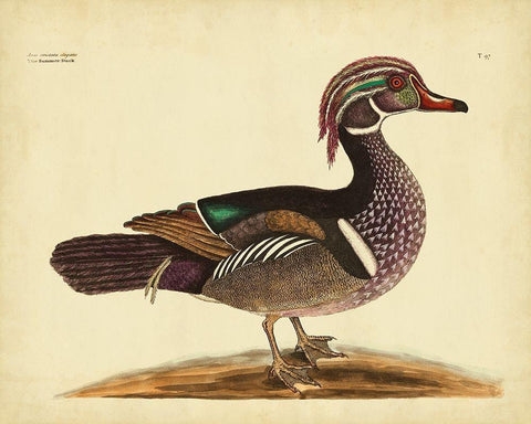 Catesby Summer Duck PL T97 White Modern Wood Framed Art Print with Double Matting by Catesby, Mark