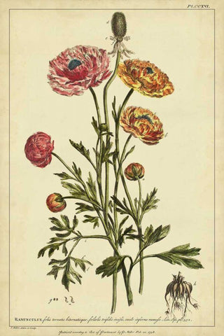 Ranunculus, Pl. CCXVI Black Ornate Wood Framed Art Print with Double Matting by Miller, Philip