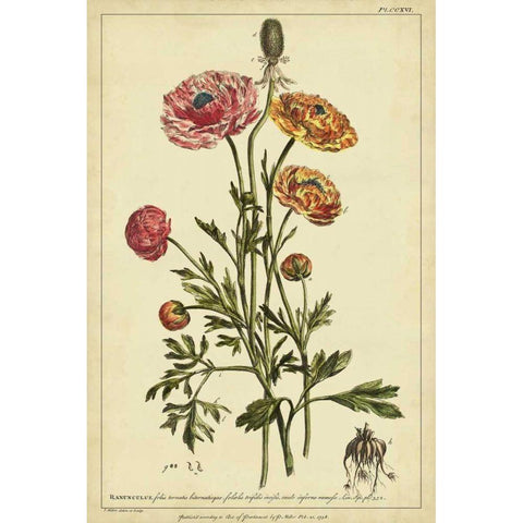 Ranunculus, Pl. CCXVI Gold Ornate Wood Framed Art Print with Double Matting by Miller, Philip