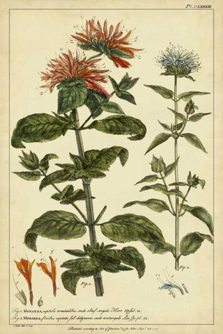 Monarda, Pl. CLXXXIII Black Ornate Wood Framed Art Print with Double Matting by Miller, Philip