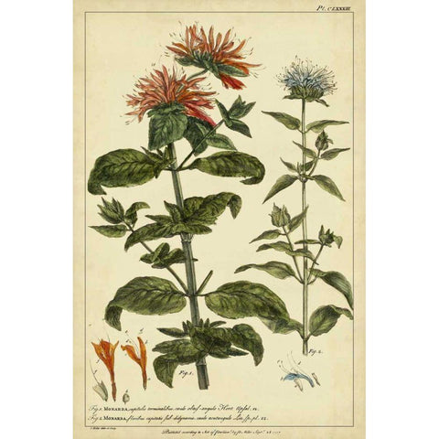 Monarda, Pl. CLXXXIII Black Modern Wood Framed Art Print with Double Matting by Miller, Philip