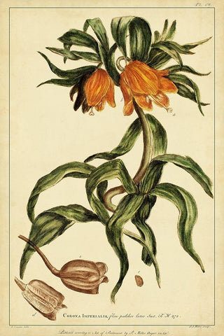 Corona Imperalis Pl. CV White Modern Wood Framed Art Print with Double Matting by Miller, Phillip